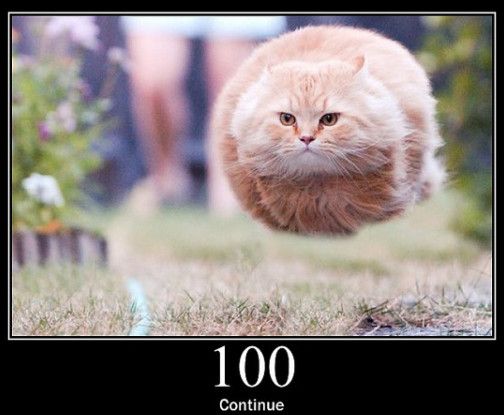 100-continue-status-cats